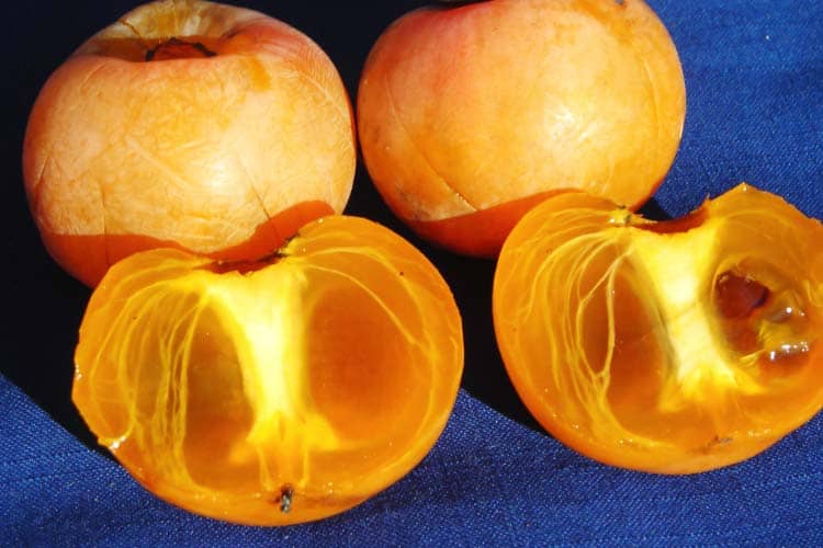 what a ripe Diospyros virginiana (American persimmon) looks like inside