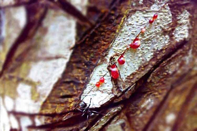 dragon's blood oozing from tree