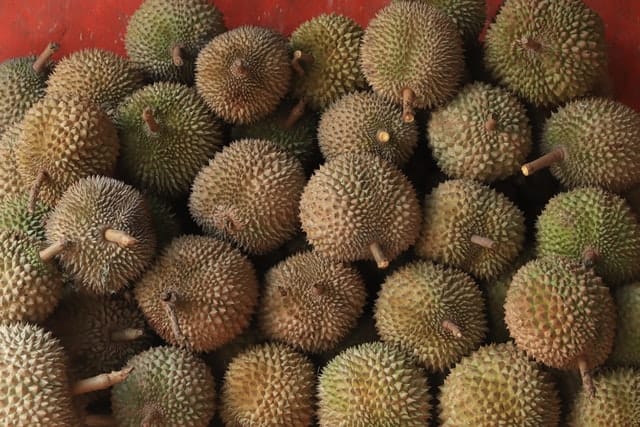 durian fruit