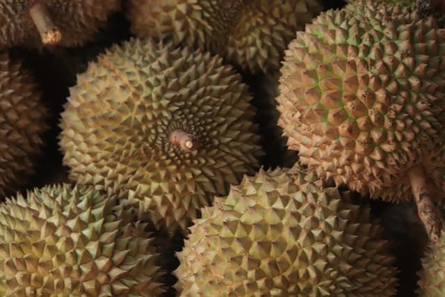 durian fruit