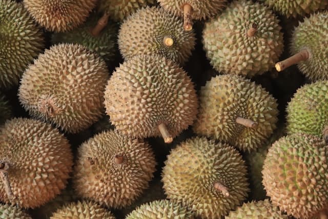 durian fruit