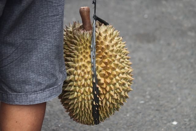 durian fruit