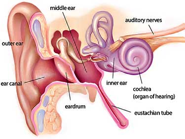 ear anatomy illustration