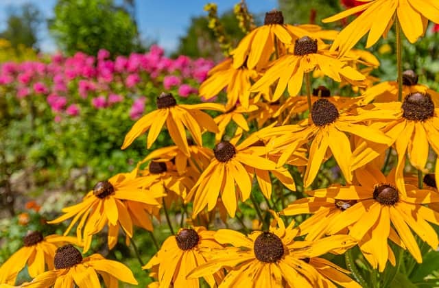 Echinacea Plant