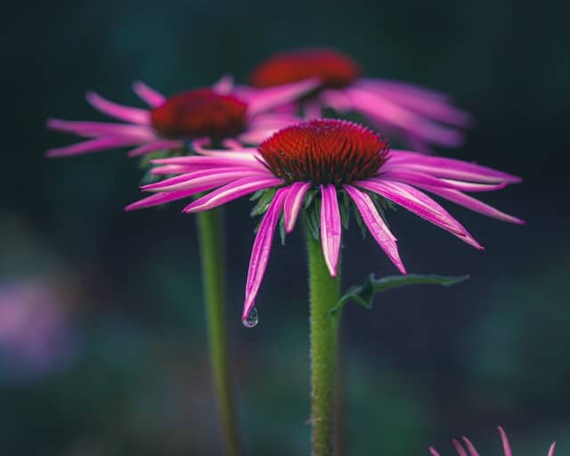 Echinacea Plant