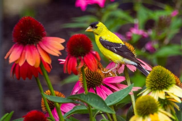 Echinacea Plant