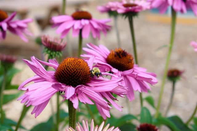 Echinacea Plant