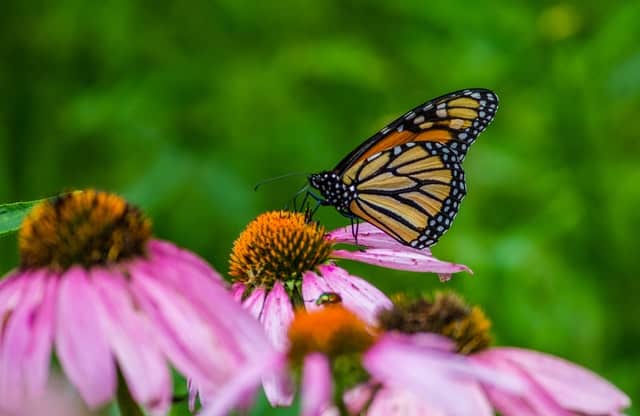 Echinacea Plant