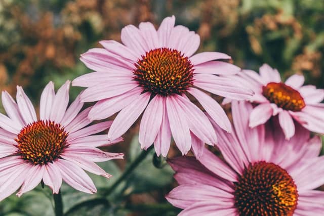 Echinacea Plant