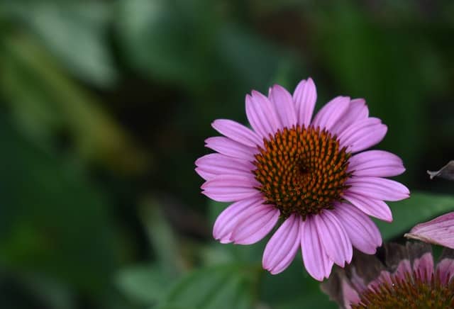 Echinacea Plant