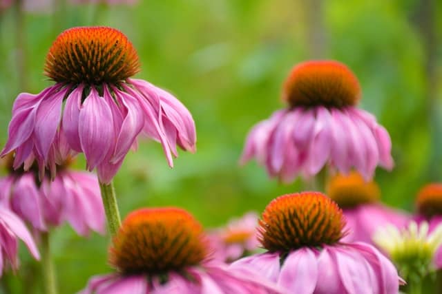 Echinacea Plant