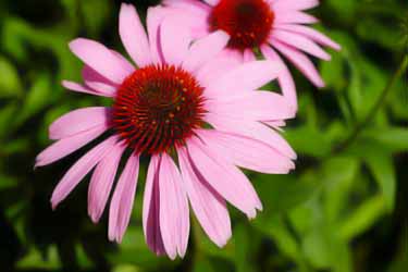 echinacea flower