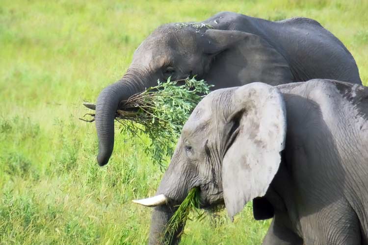 elephants eating in the wild