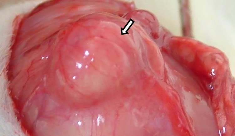 experimental endometriosis induced on rats