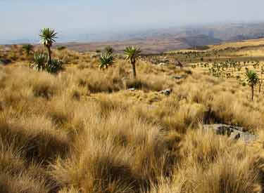 high plains of Ethiopia