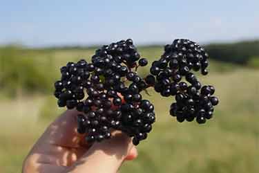 cluster of European black elderberry