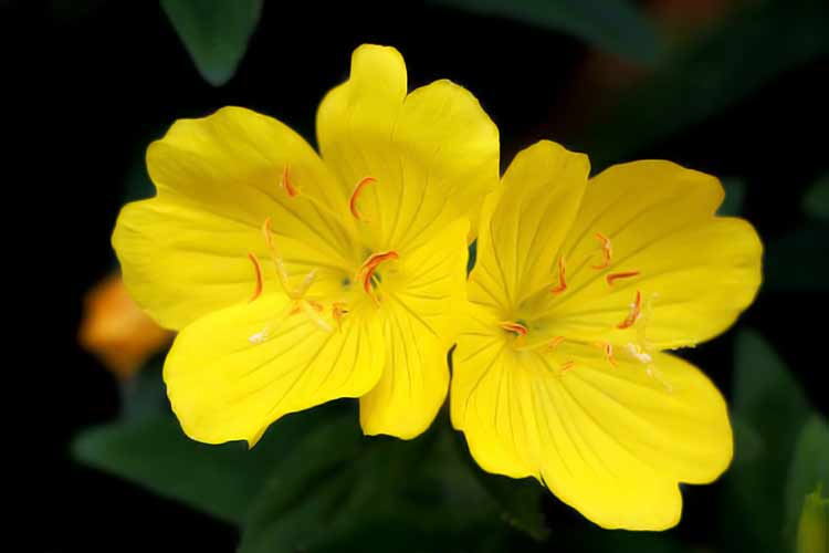 evening primrose flowers