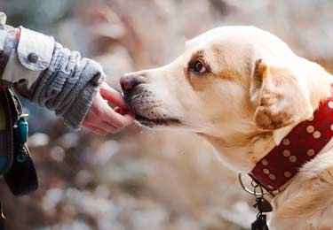 hand feeding dog