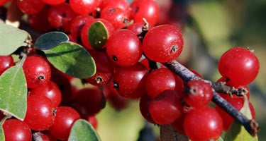 fresh red foamberries