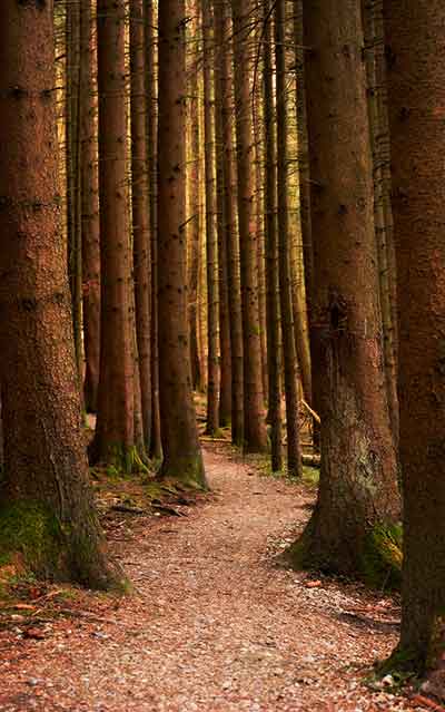 hiking path in pine forest