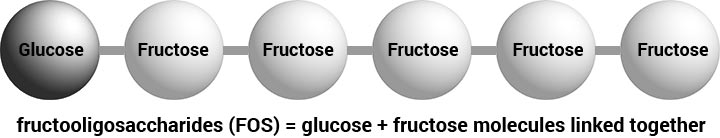 diagram of what are FOS foods (fructooligosaccharides)