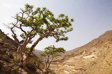 frankincense tree in desert