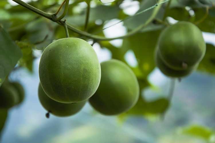 fresh monk fruit on tree