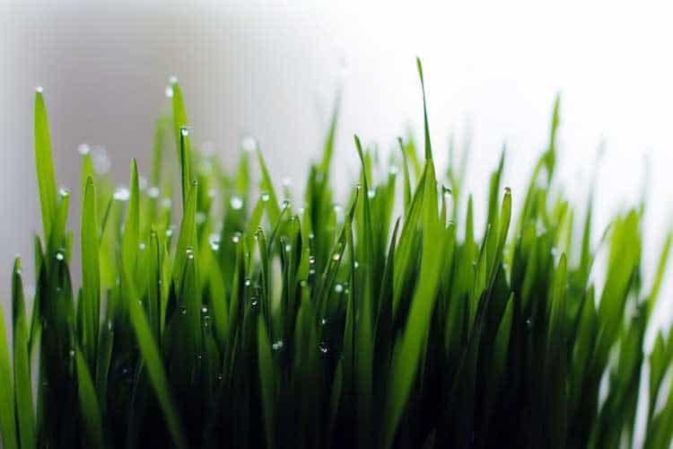 fresh wheatgrass