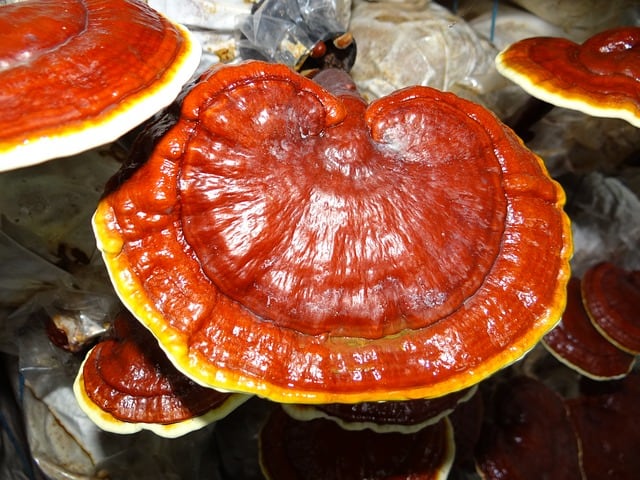 ganoderma-superfoodly