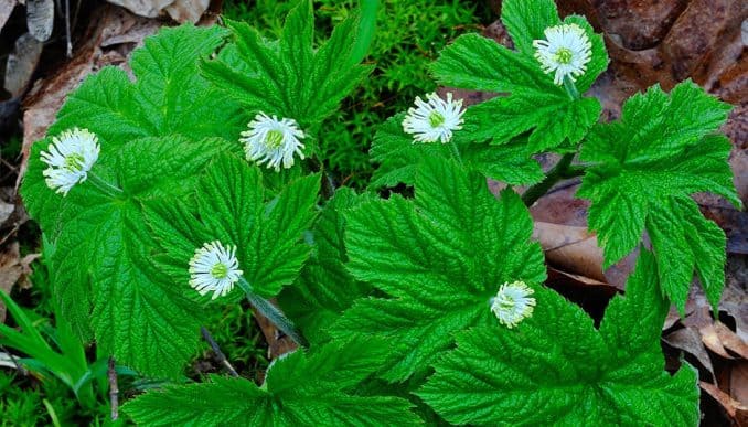 Goldenseal