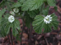 Goldenseal