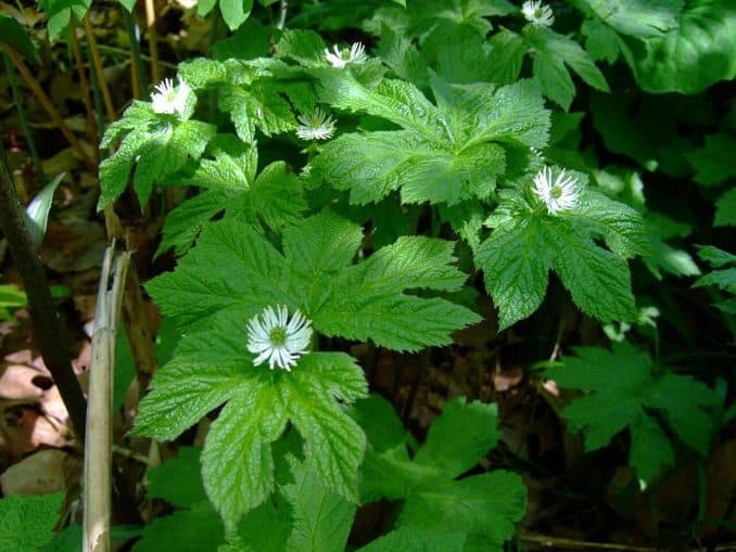 Goldenseal