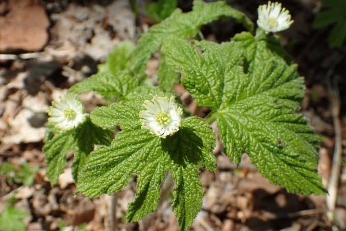 Goldenseal