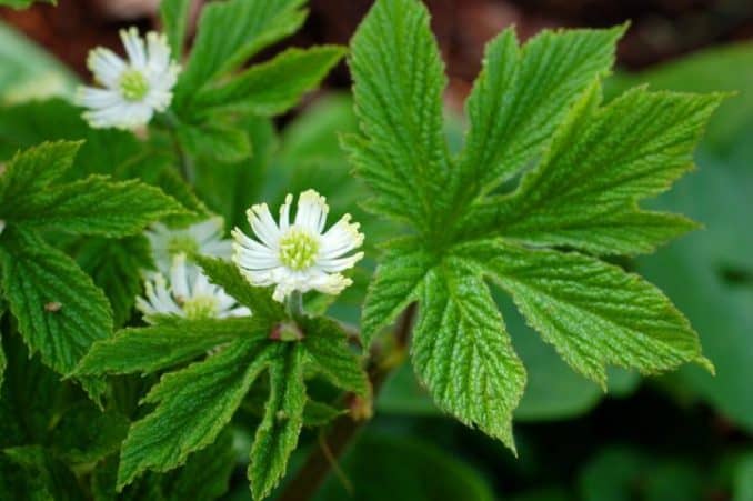 Goldenseal