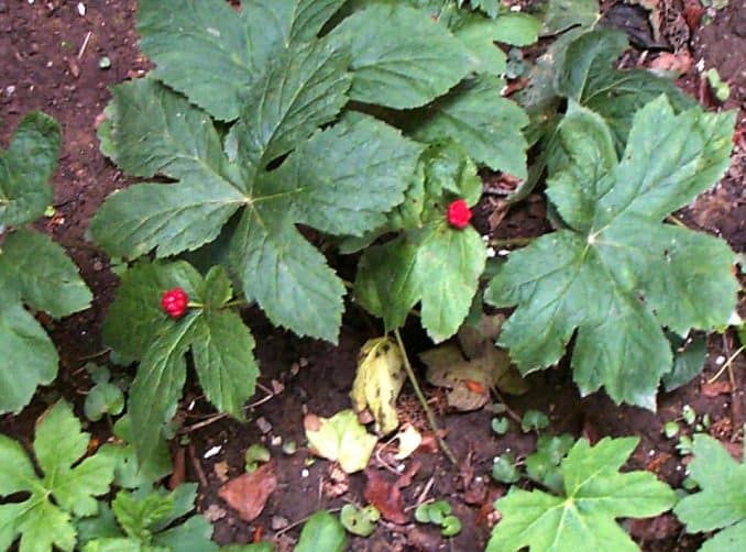 Goldenseal