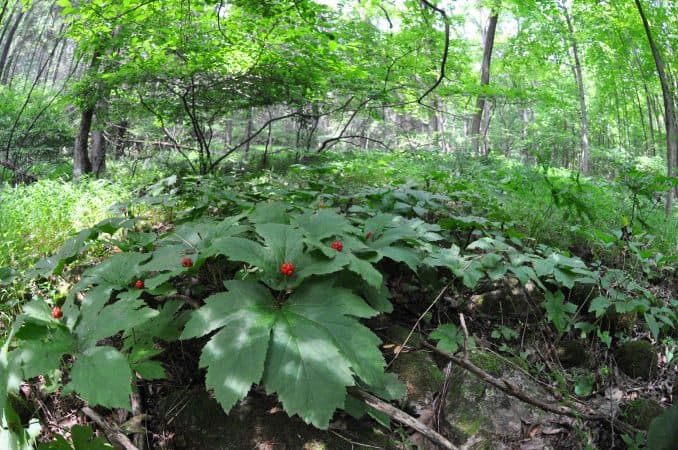 Goldenseal