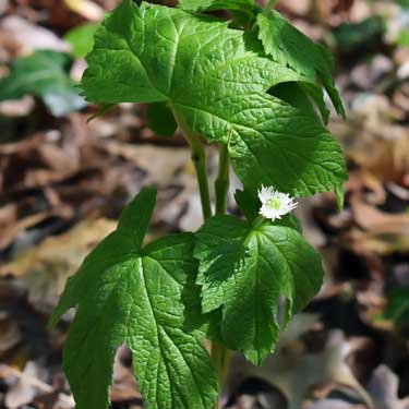 goldenseal leaves