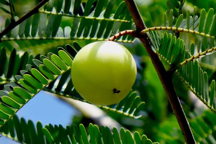 Indian gooseberry on tree