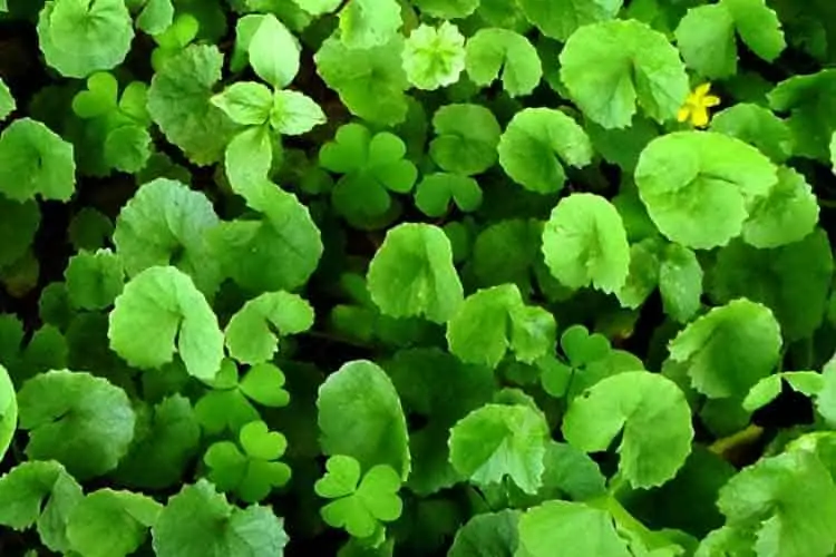 living gotu kola herb