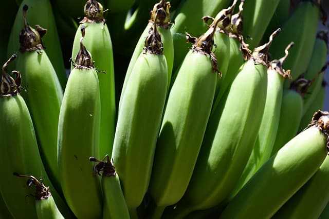 Green Plantains