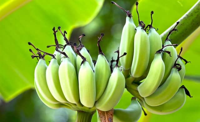 Green Plantains