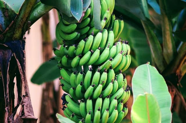 Green plantains