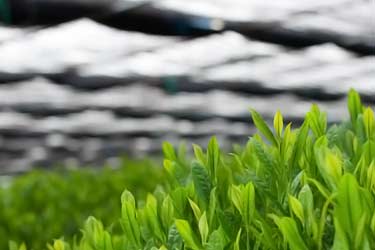 farm growing matcha under shade