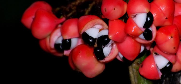 raw guarana fruit with seeds inside