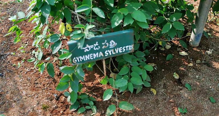 Gymnema sylvestre plant