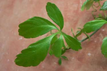 gynostemma leaves