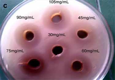 H. pylori Petri dish test