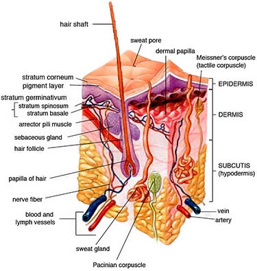 human dermal papillae (DP) hair and skin anatomy