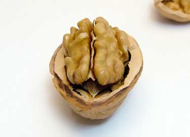 half of a walnut in shell