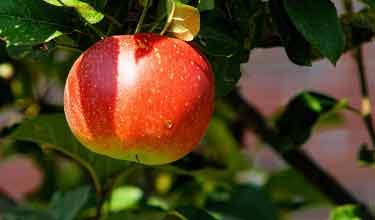 apple hanging on tree